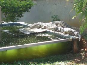 Colegio Cristo Redentor - AL. Museus, Parques, Zoologico - Atividades Pedagogicas em tres dias de aula de campo