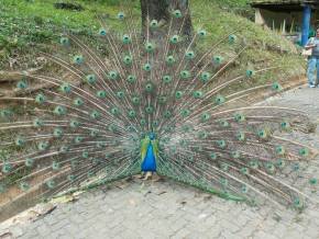 Colegio Cristo Redentor - AL. Museus, Parques, Zoologico - Atividades Pedagogicas em tres dias de aula de campo