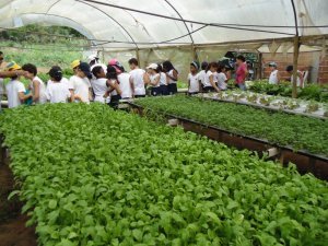 Escola Arco Iris Visita ao Horto Hidroponico  Camaçari-Ba