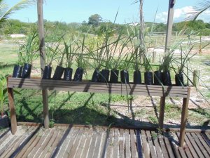 Escola Arco-Iris - Visita o Parque das Dunas (turma do 3º ano)