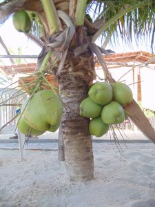 Grupo do Maranhão - Passeios em Salvador e região.