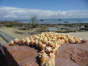 Passeio as Ilhas  Frades e Itaparica