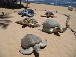 Praia do Forte e Balada Noturna com Grupo de Cabrobó