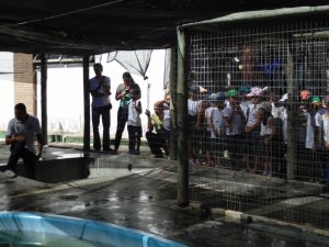 Escola Arco-Iris Projeto Mamiferos Aquaticos Salvador-BA