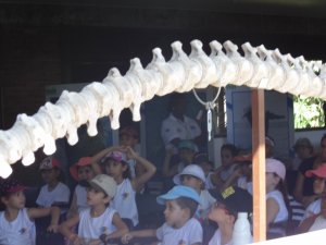 Escola Arco-Iris Projeto Mamiferos Aquaticos Salvador-BA