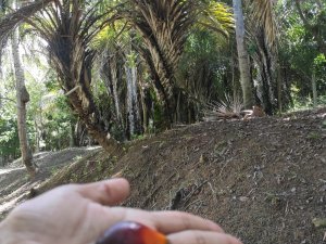 Ilha de Bom Jesus (novo destino)