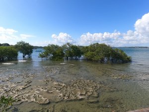 Ilha de Bom Jesus (novo destino)