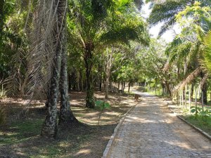 Ilha de Bom Jesus (novo destino)